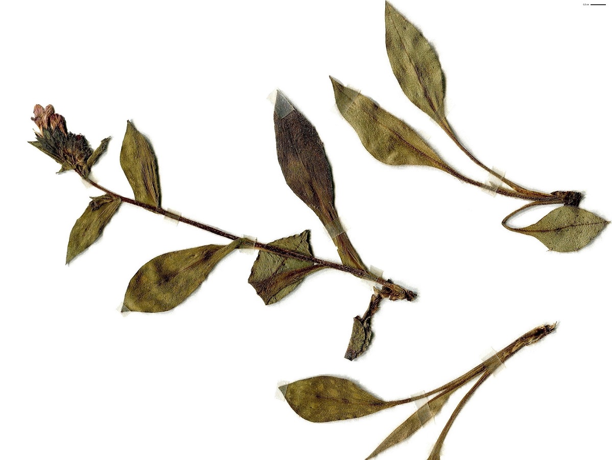 Pulmonaria affinis (Boraginaceae)